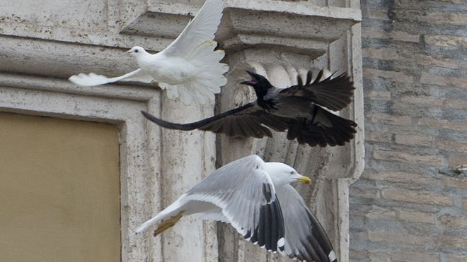 A dove which was freed by children flanked by Pope Francis during the Angelus prayer, is chased by a black crow in St. Peter's Square, at the Vatican, Sunday, Jan. 26, 2014. Symbols of peace have come under attack at the Vatican. Two white doves were sent fluttering into the air as a peace gesture by Italian children flanking Pope Francis Sunday at an open studio window of the Apostolic Palace, as tens of thousands of people watched in St. Peter's Square below. After the pope and the two children left the windows, a seagull and a big black crow quickly swept down, attacking the doves, including one which had briefly perched on a windowsill on a lower floor. One dove lost some feathers as it broke free of the gull, while the crow pecked repeatedly at the other dove. The doves' fate was not immediately known. While speaking at the window, Francis appealed for peace to prevail in Ukraine. (AP Photo/Gregorio Borgia)